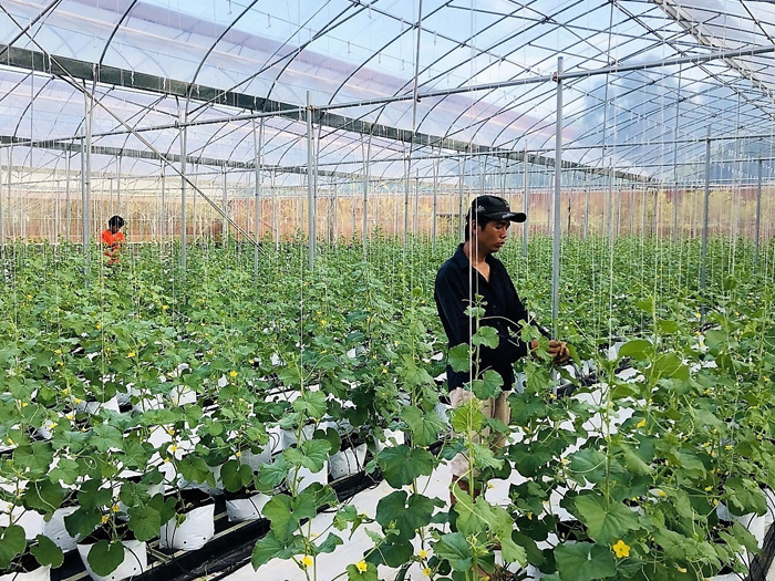 Các mô hình canh tác nông nghiệp hữu cơ tuần hoàn tiết kiệm chi phí