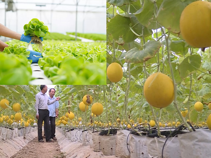 Quan niệm về mô hình nông nghiệp hữu cơ ở Việt Nam hiện nay