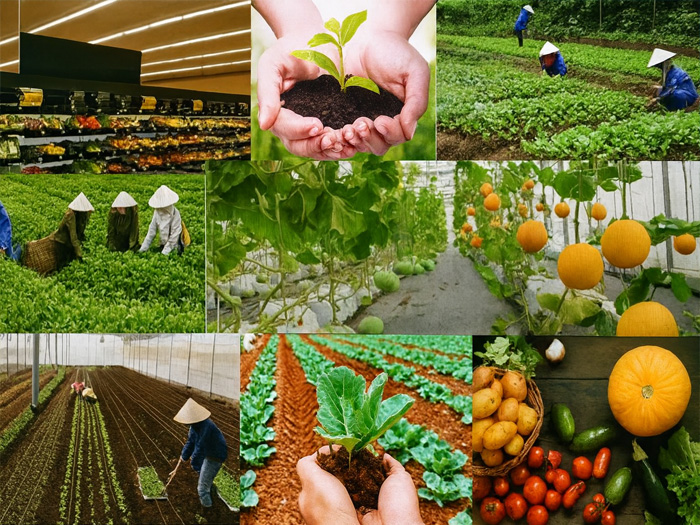 Đặc điểm và mục tiêu mô hình sản xuất nông nghiệp hữu cơ là gì?