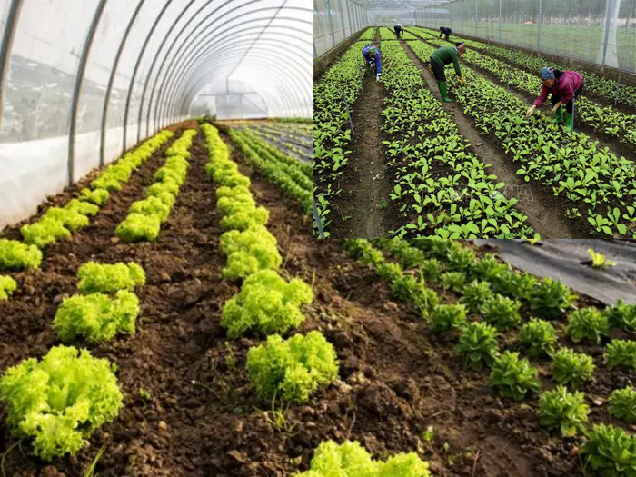 Nông nghiệp hữu cơ là gì? Thực trạng và xu hướng phát triển