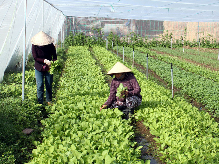 Cách làm hiệu quả nông nghiệp hữu cơ trong trồng trọt cho nông hộ