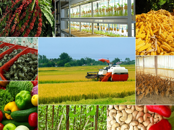 Tiêu chuẩn và điều kiện để phát triển nông nghiệp hữu cơ bền vững