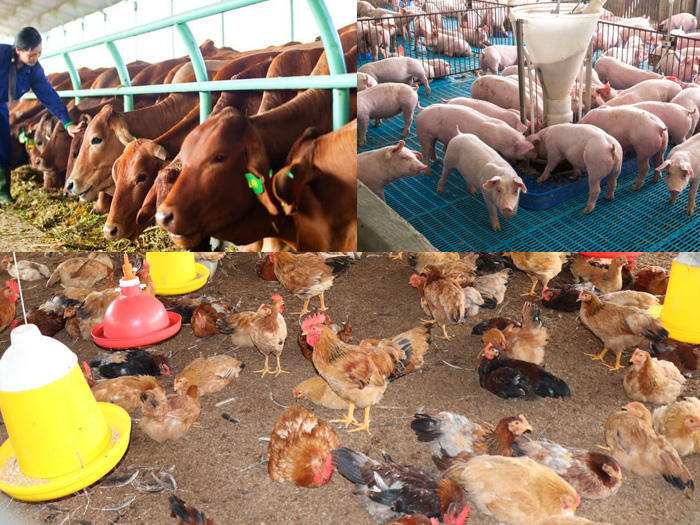 Một số sản phẩm nông nghiệp hữu cơ cụ thể theo nhóm ngành