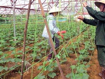 Cách làm hiệu quả nông nghiệp hữu cơ trong trồng trọt cho nông hộ - Tên thương hiệu