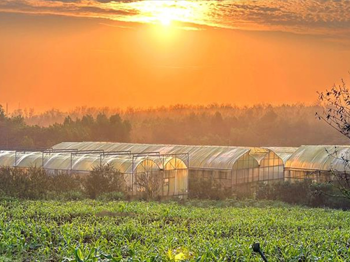 mô hình nông nghiệp hữu cơ