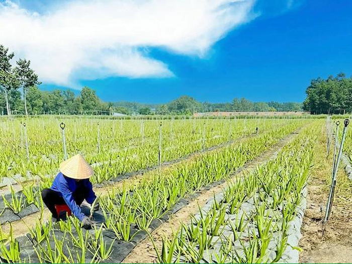 mô hình sản xuất nông nghiệp hữu cơ