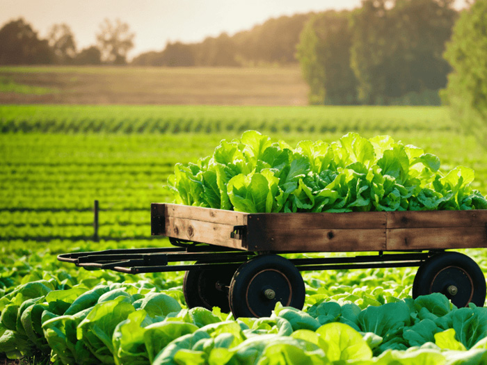 Nông nghiệp sạch và nông nghiệp hữu cơ khác nhau thế nào? - Tên thương hiệu