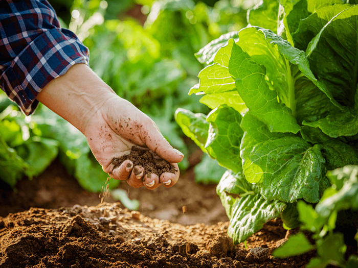 nông nghiệp hữu cơ